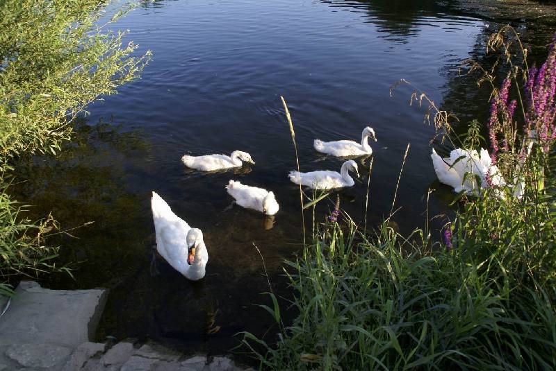 Schwaene auf der Sauer Bild Nr.014